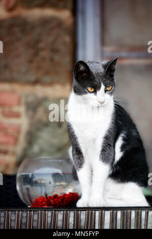 Schönen schwarz-weißen pelzigen Katze mit einer gespannten Blick sitzen in der Nähe von einem fischglas Stockfoto