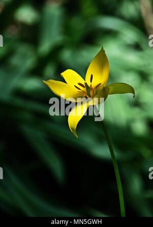 In der Nähe der wilden Tulpe Tulipa sylvestris, vertikal Stockfoto