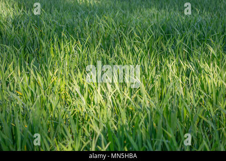 Hintergrund eines grünen Gras. Green Grass Textur Green Grass Textur aus einem Feld Stockfoto