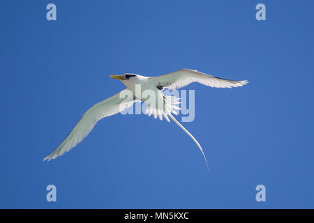 White-tailed Tropicbird (Phaethon Lepturus) im Flug über Praslin, Seychellen. Stockfoto