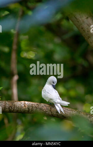 White Tern (Gygis alba) auf Cousin, Seychellen. Stockfoto