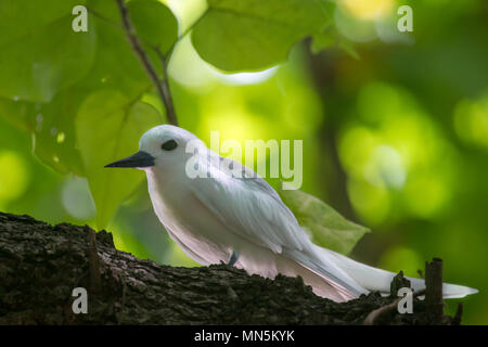 White Tern (Gygis alba) auf Cousin, Seychellen. Stockfoto