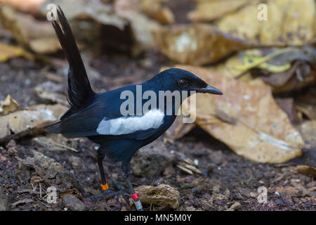 Eine vom Aussterben bedrohte Seychellen magpie - Robin (Copsychus sechellarum) auf dem Waldboden auf Cousin, Seychellen. Stockfoto