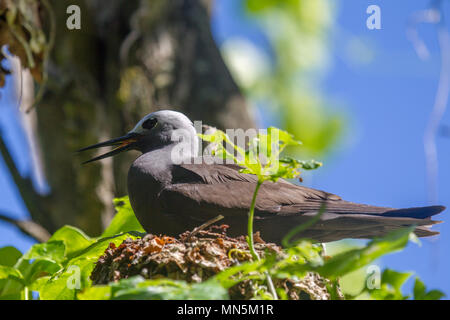 Weniger Noddy (Anous Tenuirostris) Zucht auf Cousin, Seychellen. Stockfoto