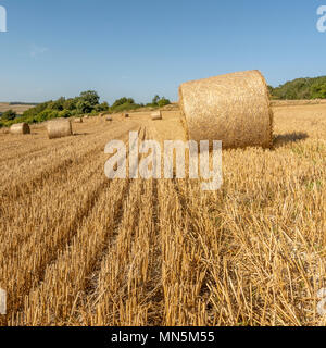 Spätsommer in der South Downs National Park, West Sussex, UK. Stockfoto