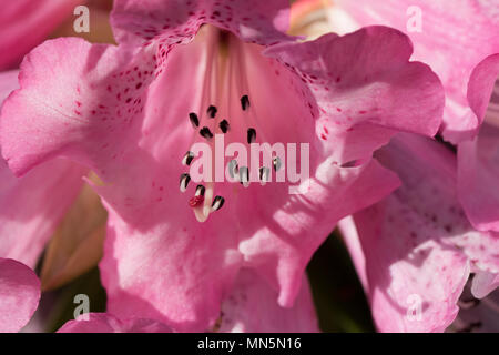 In der Nähe von rosa Rhododendron Blüte und Staubblätter. Stockfoto