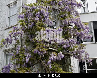 Lila Wisteria an der Vorderseite des Weißen Hauses in Twickenham, London, Großbritannien Stockfoto