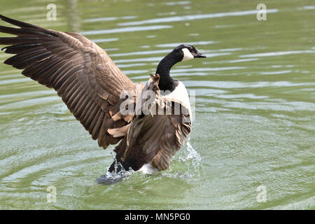 Kanada Gans winken Flügel und schwimmen auf dem Wasser See Stockfoto