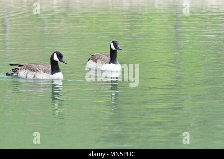 Kanada Gans winken Flügel und schwimmen auf dem Wasser See Stockfoto