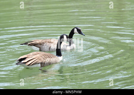 Kanada Gans winken Flügel und schwimmen auf dem Wasser See Stockfoto