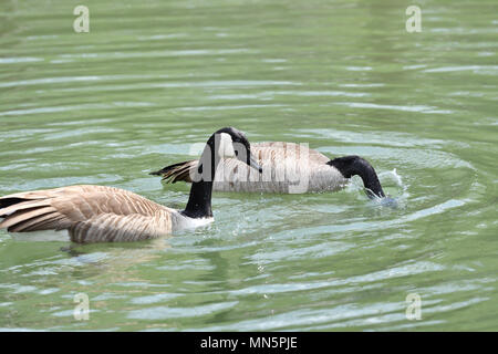 Kanada Gans winken Flügel und schwimmen auf dem Wasser See Stockfoto