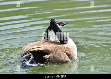 Kanada Gans winken Flügel und schwimmen auf dem Wasser See Stockfoto