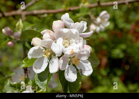 Apple Blüten auf einem inländischen Apfelbaum im Frühjahr in einem Garten UK Stockfoto