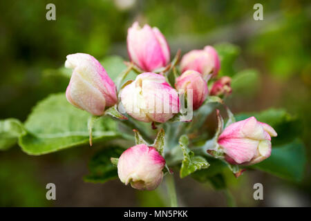 Apple Blüten öffnen auf eine inländische Apfelbaum im Frühjahr in einem Garten UK Stockfoto