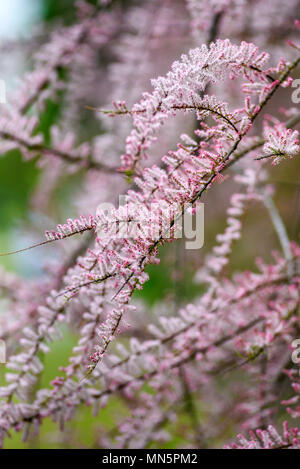 Blühende rosa Tamarix in einem Garten Frühling Jahreszeit. Stockfoto