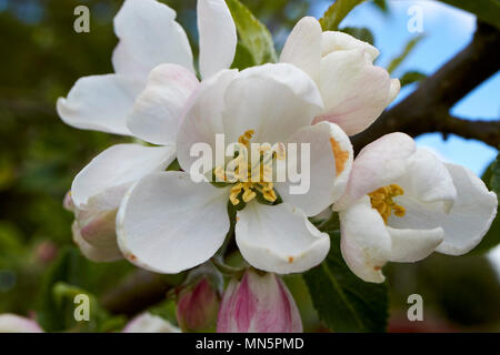 Apple Blüten auf einem inländischen Apfelbaum im Frühjahr in einem Garten UK Stockfoto