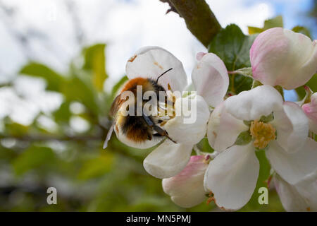 Hummel bestäubt Apple Blüten auf einem inländischen Apfelbaum im Frühjahr in einem Garten UK Stockfoto