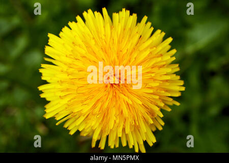 Löwenzahn Taraxacum leuchtend gelbe Blüte Blütezeit Anfang Mai in einem Garten UK Stockfoto