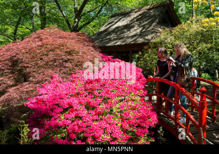 Den Haag, zwei Mädchen Fotos der Blumen im Park Clingendael, Holland, das ist ein öffentlicher Park mit wunderschönen Blumen öffnen Stockfoto