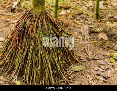 Walking Tree mit Antenne (überirdisch) root System im Regenwald von Costa Rica. Stockfoto