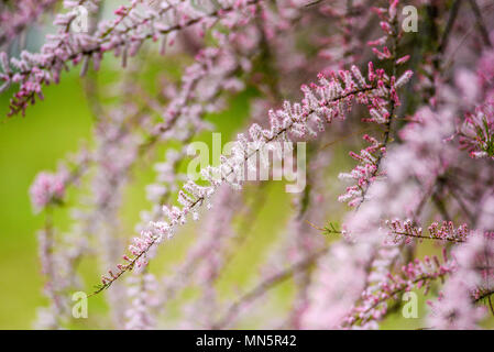 Blühende rosa Tamarix in einem Garten Frühling Jahreszeit. Stockfoto