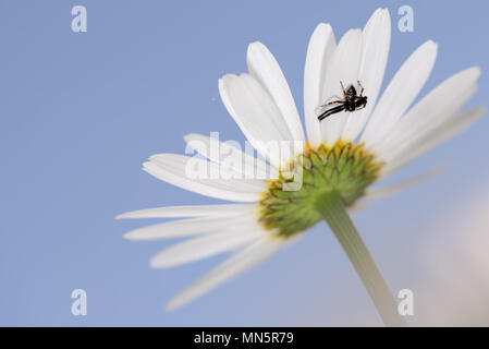 Schwarz crab Spider Versteck auf Daisy Flower, geschossen von unten, aus der Nähe, Makro Stockfoto