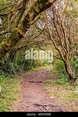 Wanderweg durch den Regenwald von Costa Ricas Arenal Volcano National Park. Stockfoto