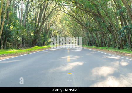 Schöne Straße mit natürlichen Tunnel durch eucapilto Bäume gebildet, grüne Tunnel der Pinhal, Rio Grande do Sul. Stockfoto