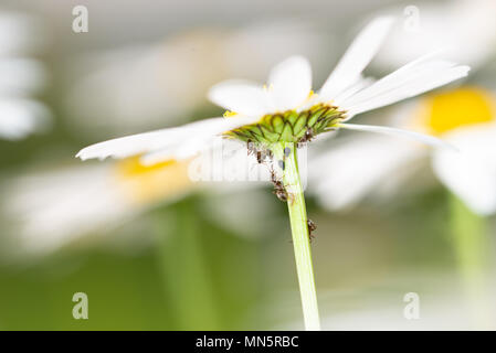 Ameisen sammeln und Fütterung Honigtau von Blattläusen auf einen daisy-Schaft, Makro, extreme Close up Stockfoto