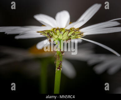 Ameisen sammeln und Fütterung Honigtau von Blattläusen auf einen daisy-Schaft, Makro, extreme Close up, dunklen Hintergrund Stockfoto