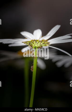 Ameisen sammeln und Fütterung Honigtau von Blattläusen auf einen daisy-Schaft, Makro, extreme Close up, dunklen Hintergrund Stockfoto