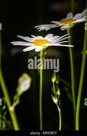 Ameisen sammeln und Fütterung Honigtau von Blattläusen auf einen daisy-Schaft, Makro, extreme Close up, dunklen Hintergrund Stockfoto