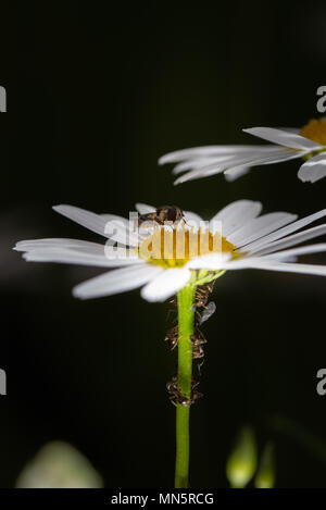 Ameisen sammeln und Fütterung Honigtau von Blattläusen auf einen daisy-Schaft, Makro, extreme Close up, dunklen Hintergrund Stockfoto