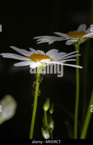 Ameisen sammeln und Fütterung Honigtau von Blattläusen auf einen daisy-Schaft, Makro, extreme Close up, dunklen Hintergrund Stockfoto