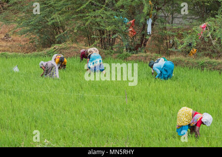 Thanjavur, Indien - März 13, 2018: Landwirtschaftliche Arbeitnehmer in einem Reisfeld in Tamil Nadu Stockfoto