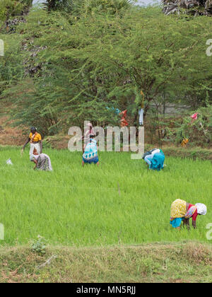 Thanjavur, Indien - März 13, 2018: Landwirtschaftliche Arbeitnehmer in einem Reisfeld in Tamil Nadu Stockfoto