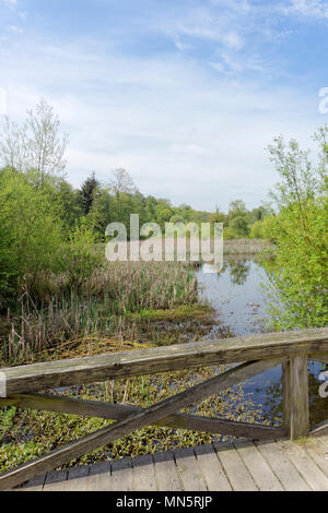 Feuchtgebiete und Teich in Jericho Beach Park ökologischen Bereich im Frühjahr, Vancouver, BC, Kanada Stockfoto