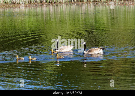 Paar Kanadagänse mit gänschen Schwimmen in einem Teich, Jericho Beach Park ökologischen Bereich, Vancouver, BC, Kanada Stockfoto