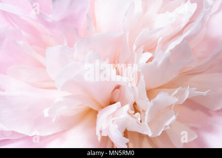 Lebendige rosa Pfingstrose Paeonia, im Garten, in der Nähe, Makro Stockfoto