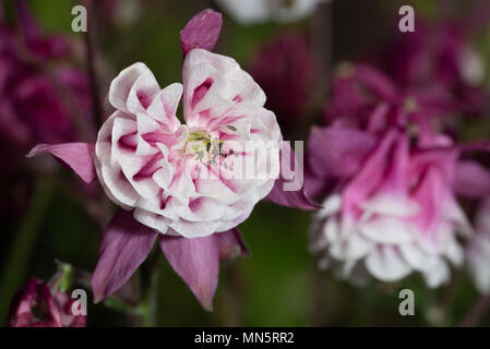 Purple Aquilegia Blume auf natürlichen Hintergrund, in der Nähe Stockfoto