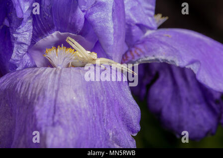 Makro Nahaufnahme von einem weißen crab Spider auf Insekten auf blauen bärtigen Iris preying, Iris Lanceolata Stockfoto