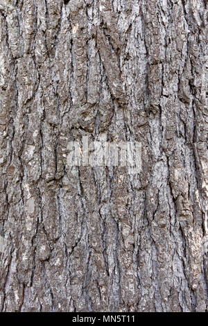 In der Nähe der Rinde eines reifen Himalaya Zeder oder deodar Zeder (Cedrus deodara) Baum, Vancouver, BC, Kanada Stockfoto