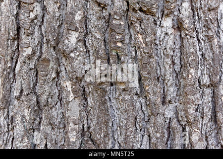 In der Nähe der Rinde eines reifen Himalaya Zeder oder deodar Zeder (Cedrus deodara) Baum, Vancouver, BC, Kanada Stockfoto