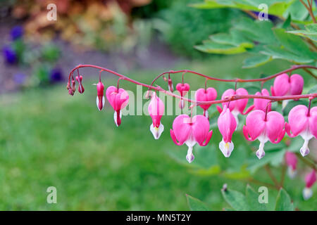 Nahaufnahme des blutenden Herzen oder Asiatischen blutende Herz Blumen blühen im Frühling, Vancouver, BC, Kanada Stockfoto
