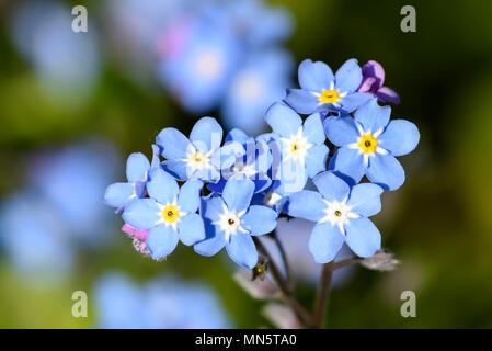 Wilde Blaue Blumen im Frühling Stockfoto