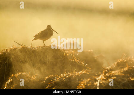 Bekassine, lateinischer Name Gallinago gallinago, stehend auf einem Dampfenden mist Haufen im frühen Morgenlicht. Stockfoto