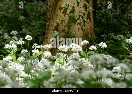 Malerische Wälder in England Stockfoto