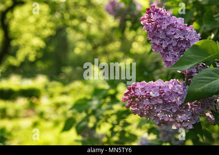 Blumen Sommer oder Frühling Grußkarte Hintergrund mit lila Blumen im Vordergrund und schönen, goldenen und grünen Bokeh im Hintergrund. Selektive konzentrieren. Stockfoto