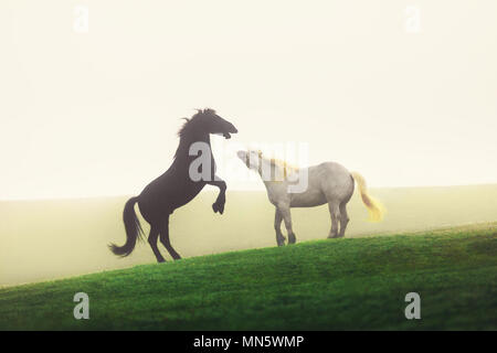 Pferde grasen auf der Weide bei misty Sonnenaufgang. Stockfoto