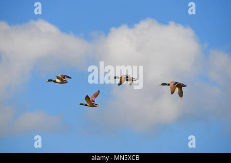 Stockenten im Flug Stockfoto